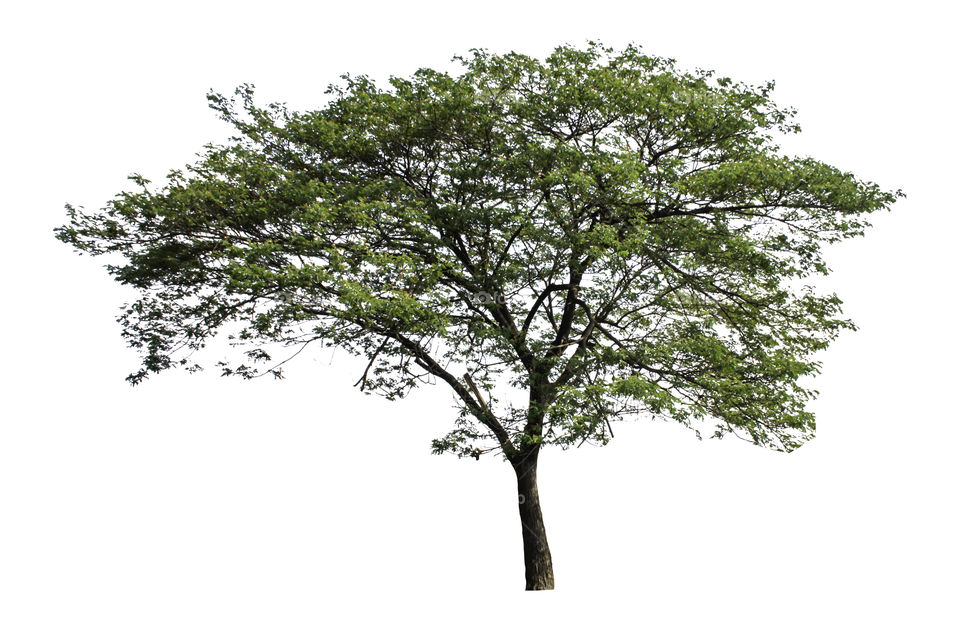 Isolated Bright green tree on a white background with clipping path.