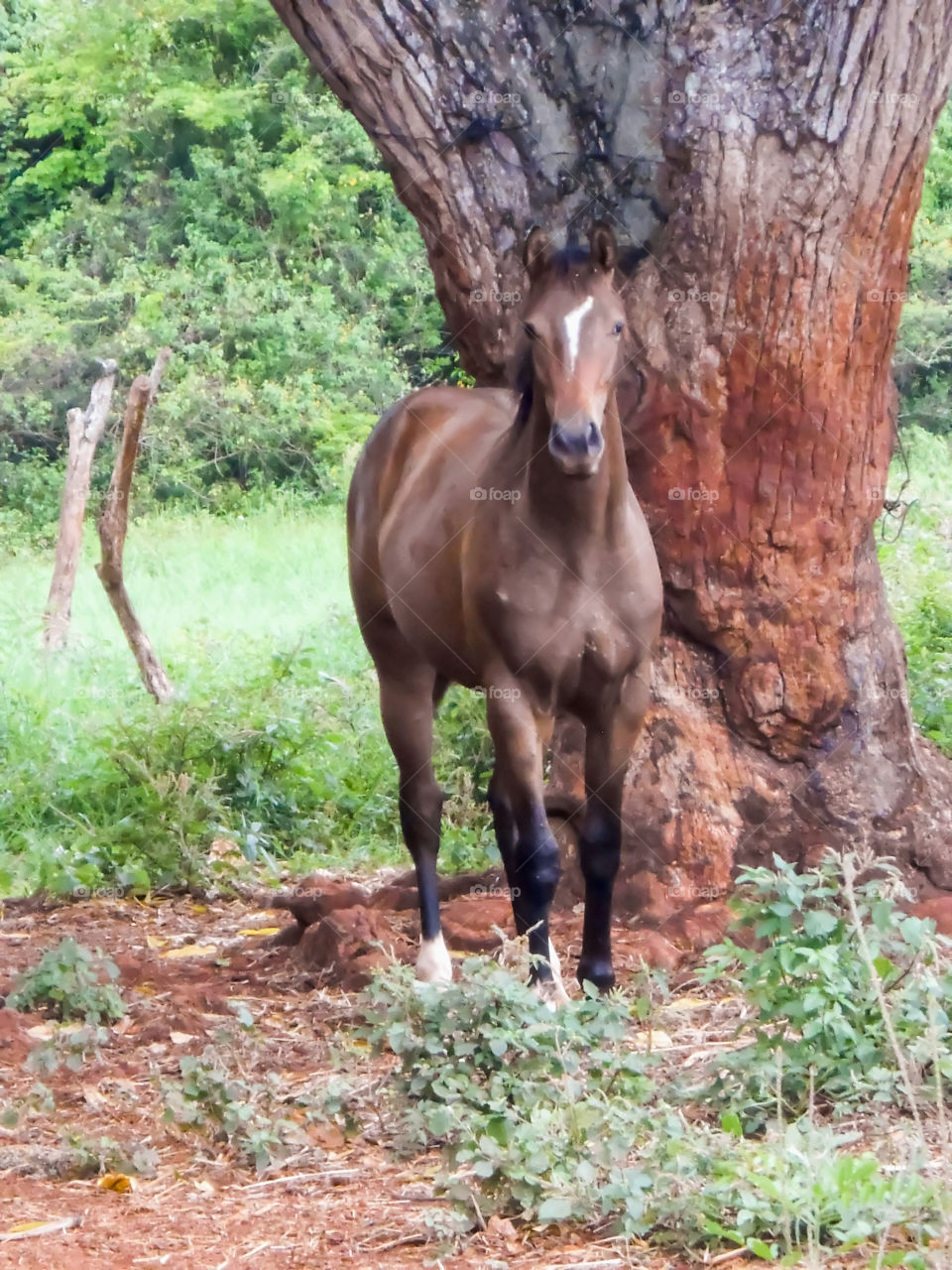 Horse Beside Tree