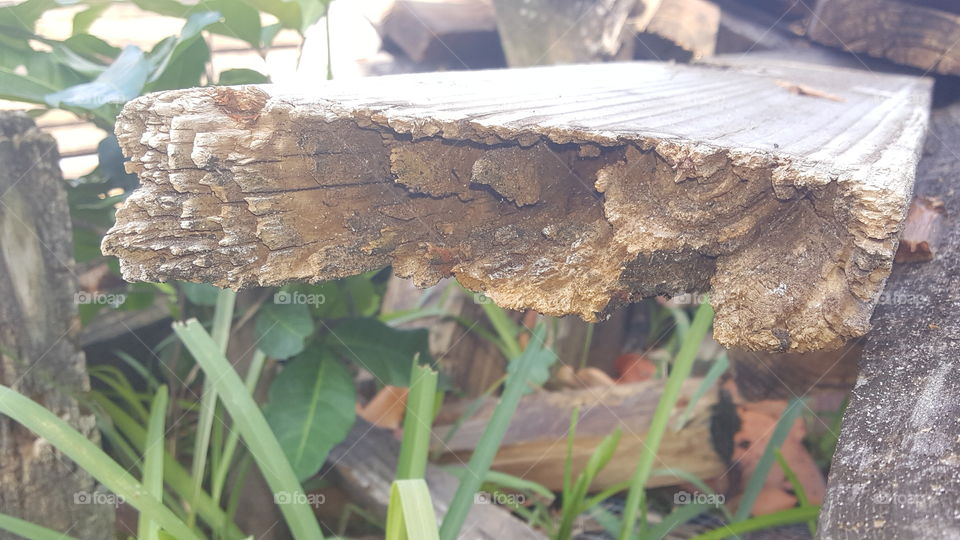 upclose rotten termite wood outside