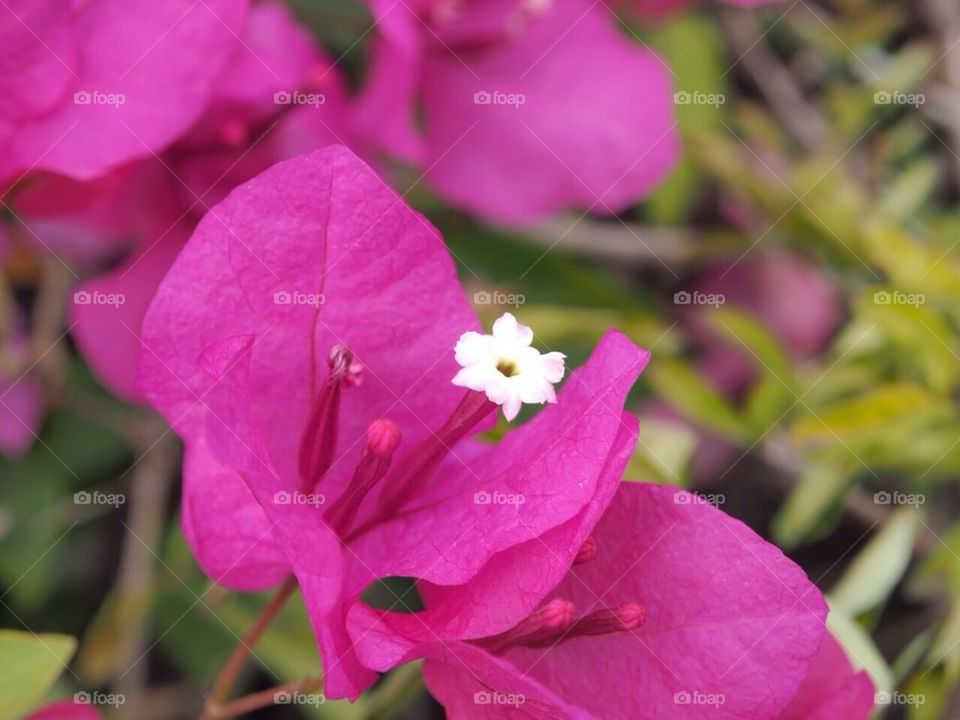 Paper Flower