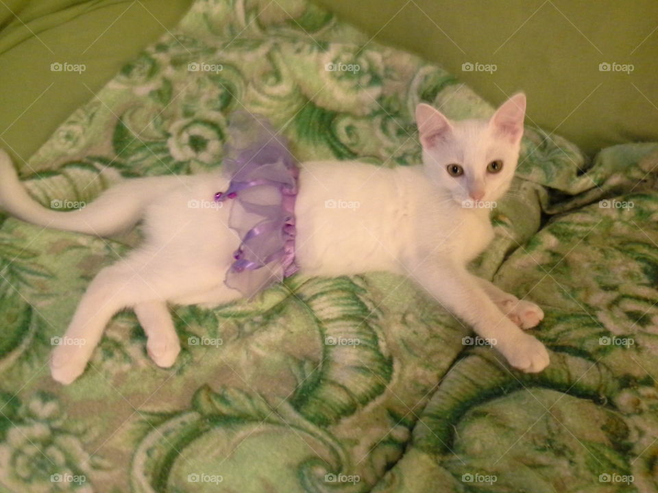 Kitty photo shoot!. My beautiful white cat, named Puff, enjoys posing for the camera. He's wearing his favorite costume, the purple tutu!