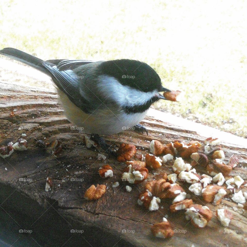 Chickadee at Feeder