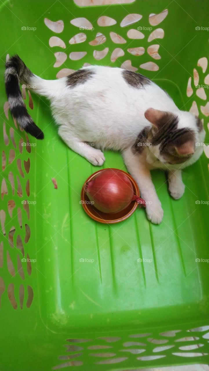 My white cat's in a green basket.