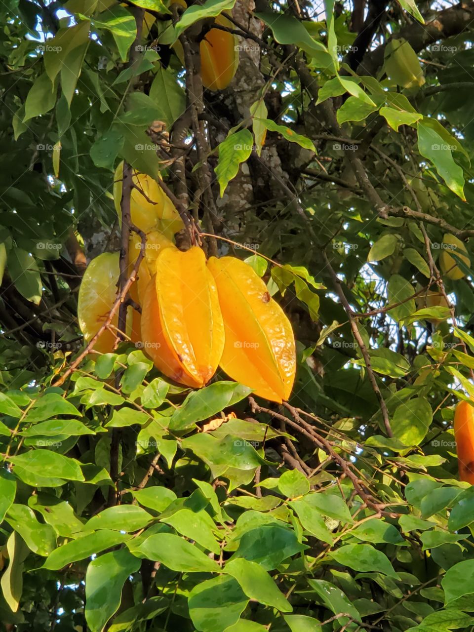 starfruits