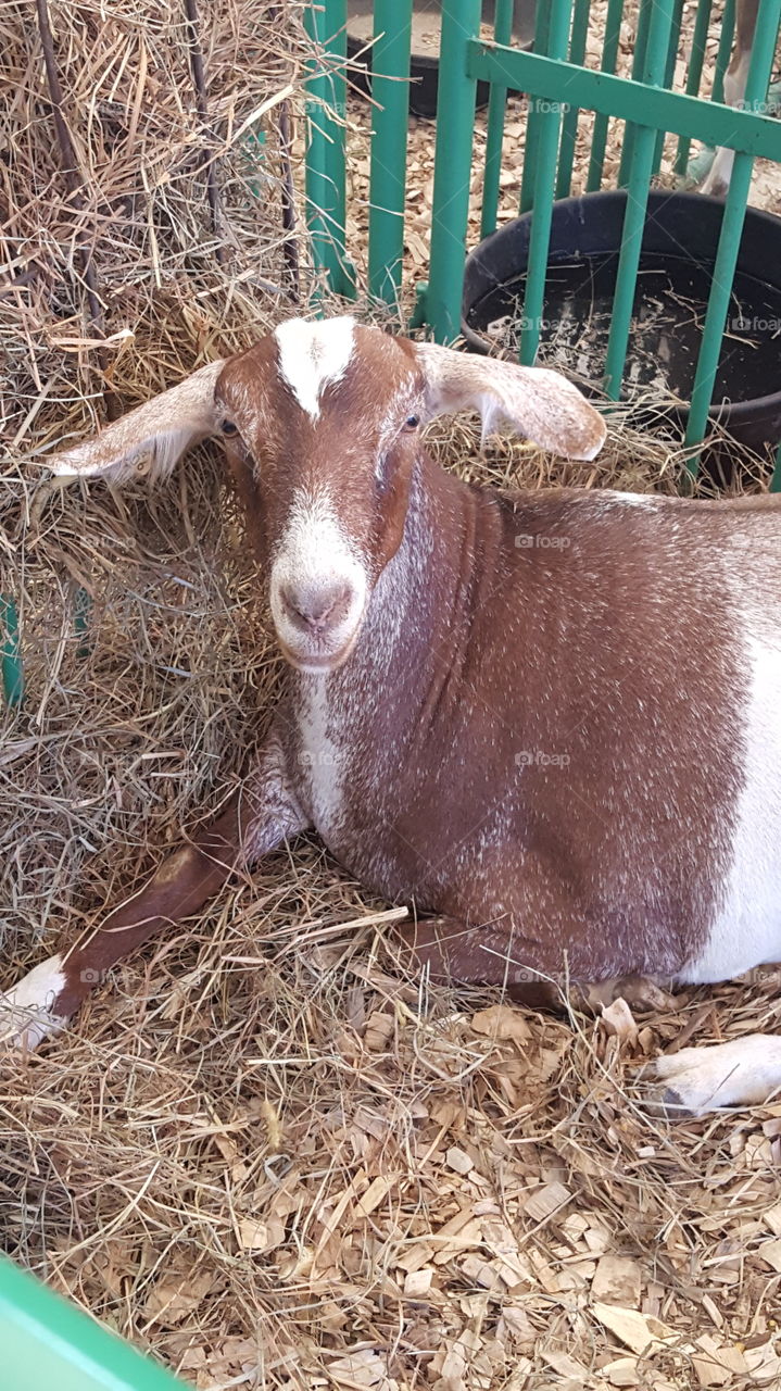 goat resting