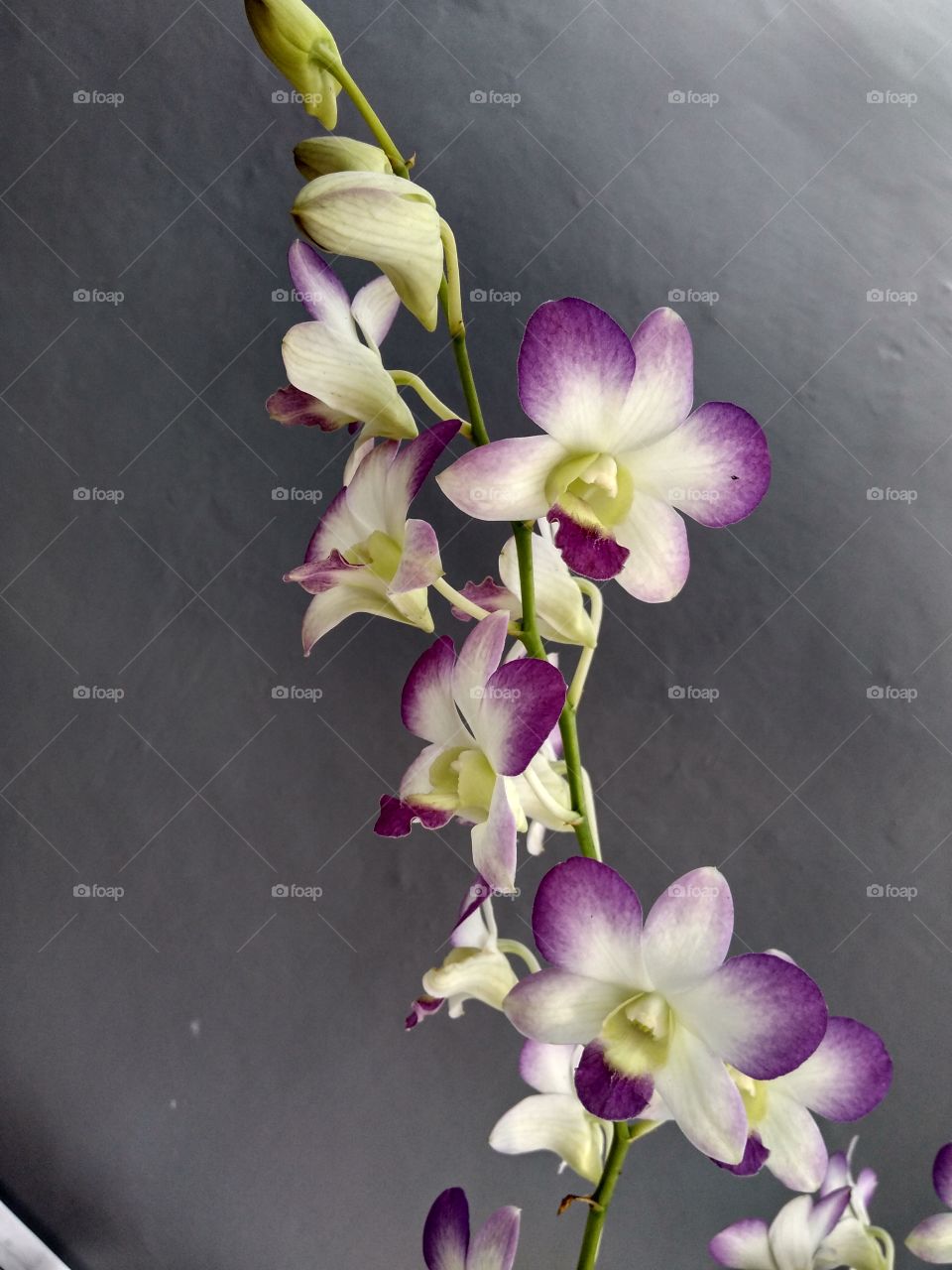 flower orchid