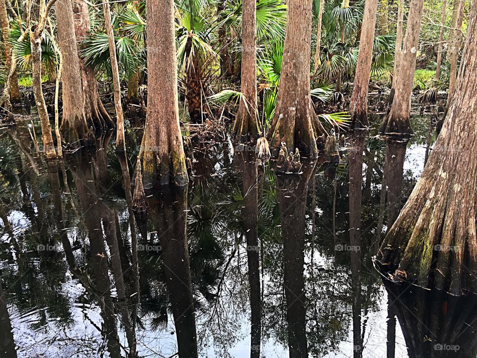 Cypress forest