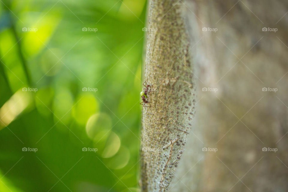 One Ant carrying food