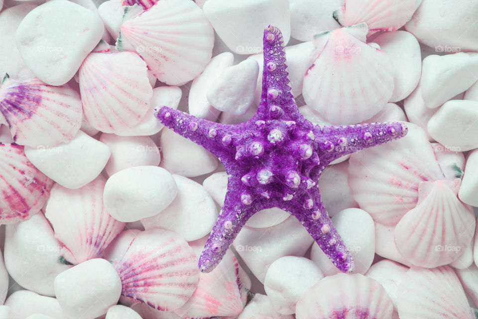 purple sea star