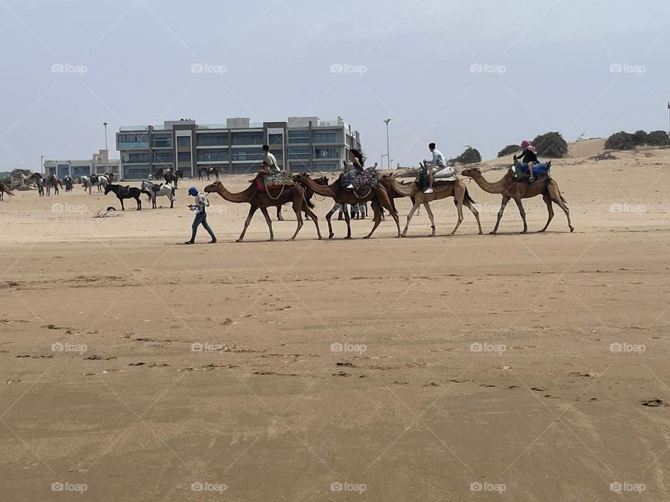 Caravan with camel