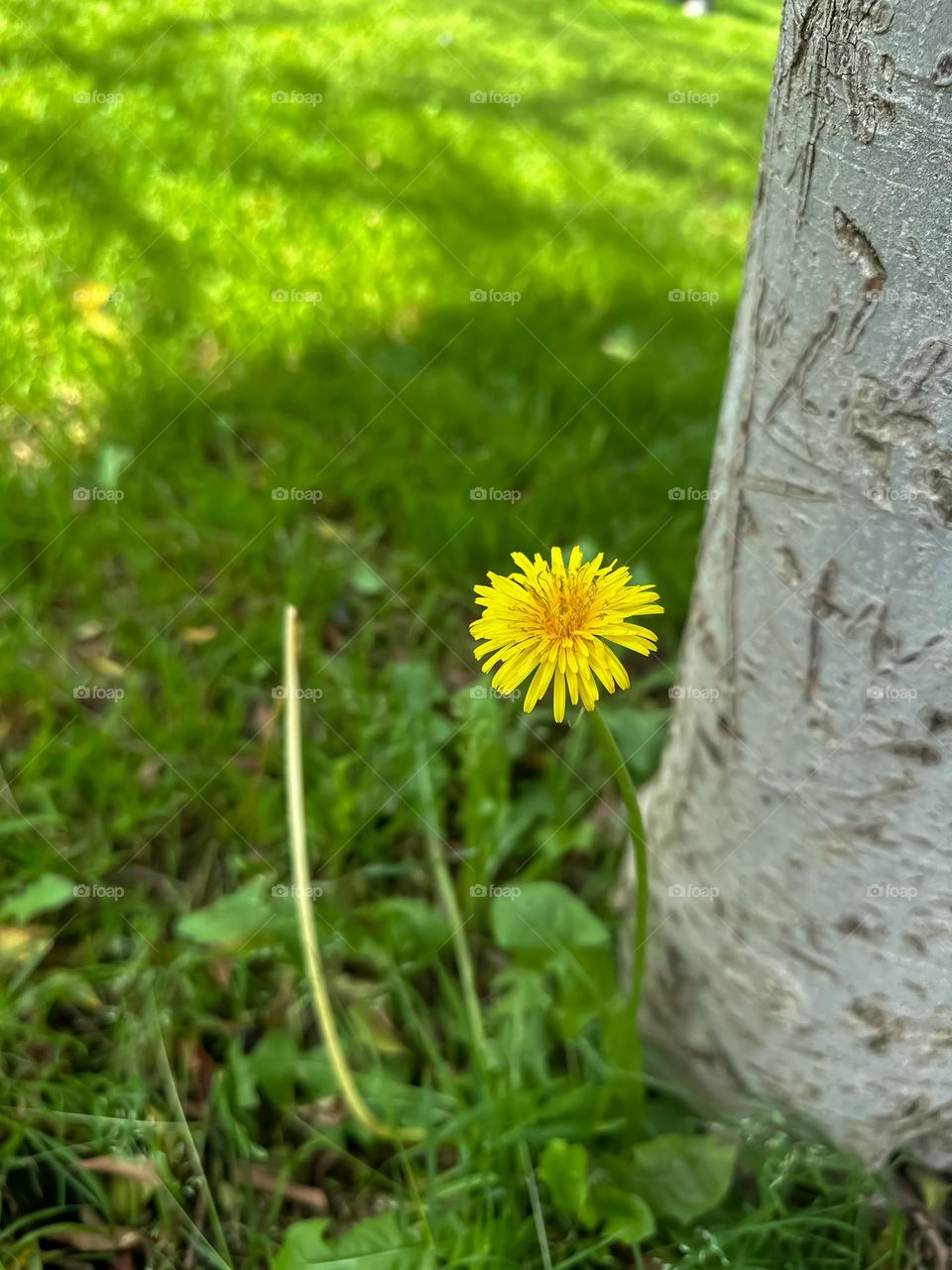 Urban nature :plants 