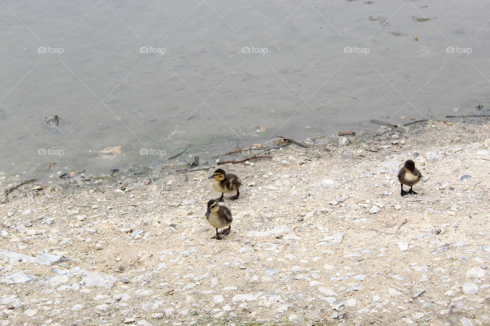 Little ducks.