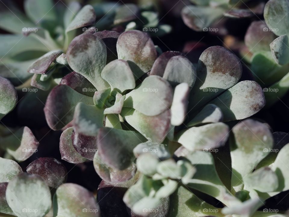 Close up of succulent plant