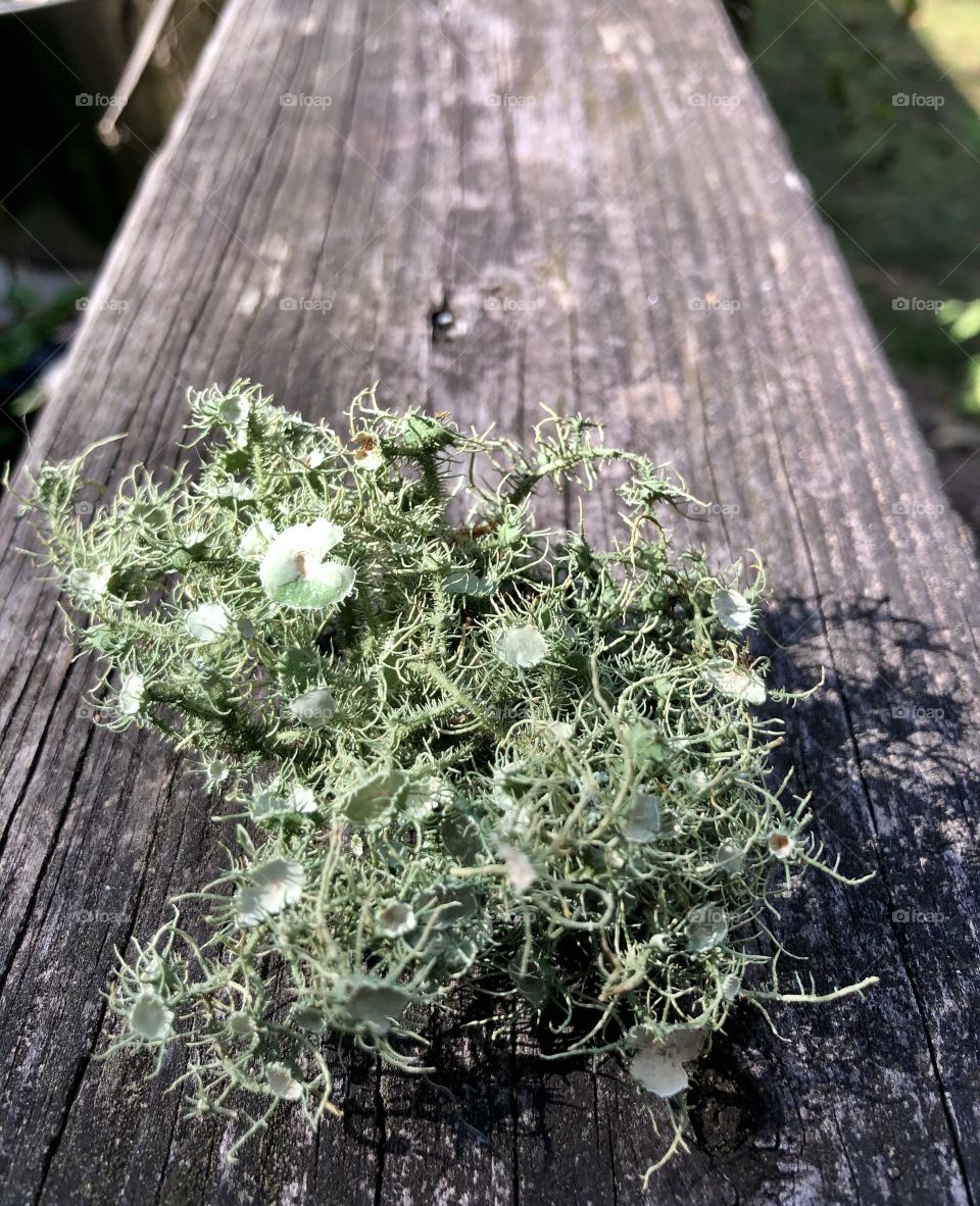 Extreme closeup of green lichens on weathered wooden railing 