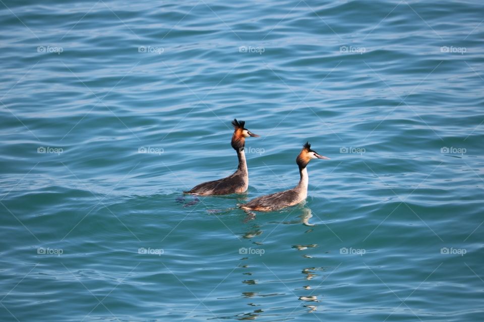 Casal de aves aquáticas com cabeça laranjada, boiando no lago