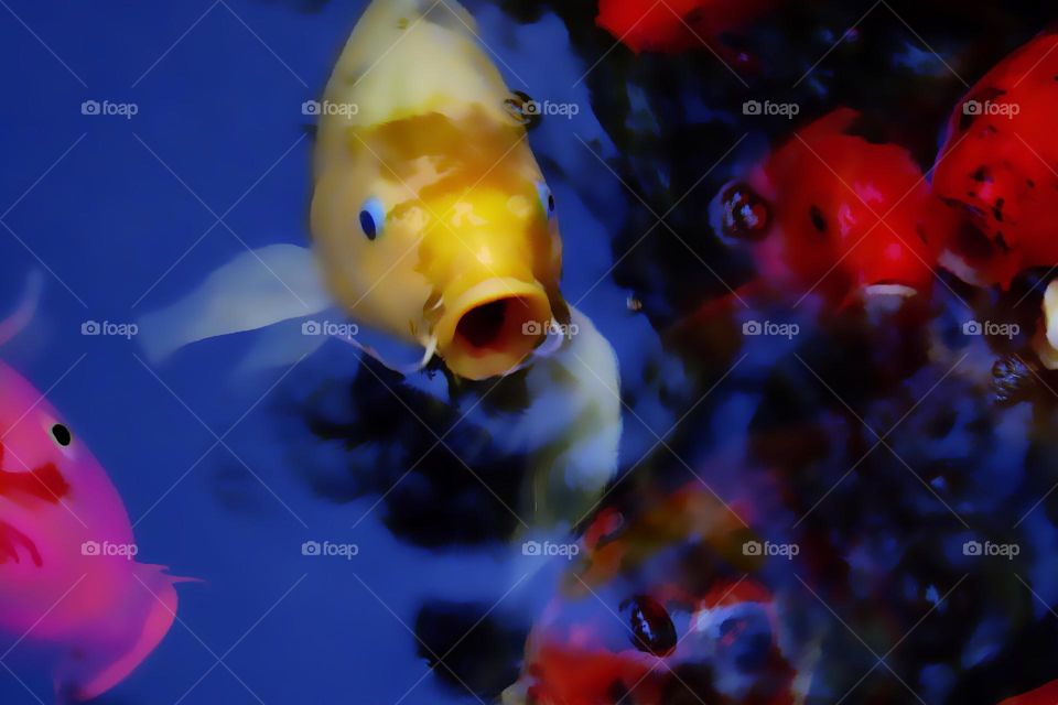 Colorful Koi fish saying hello.