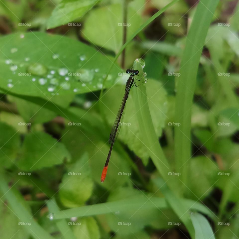 Dragonfly after rain and rain drops.