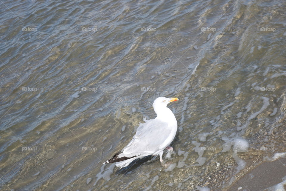 Seagull in the water