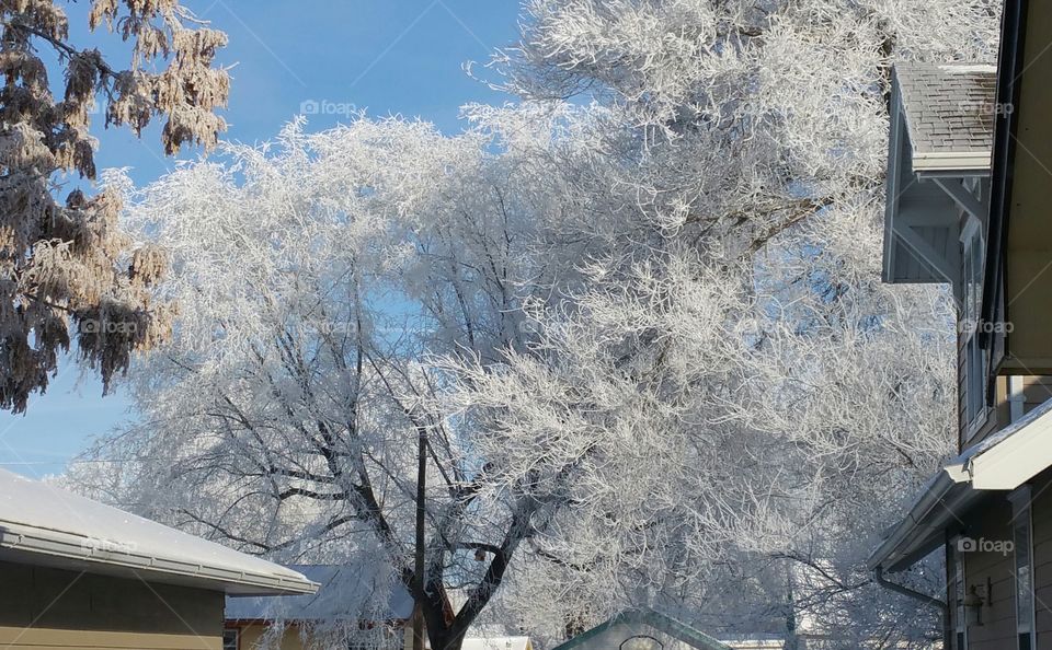 frosty snow trees