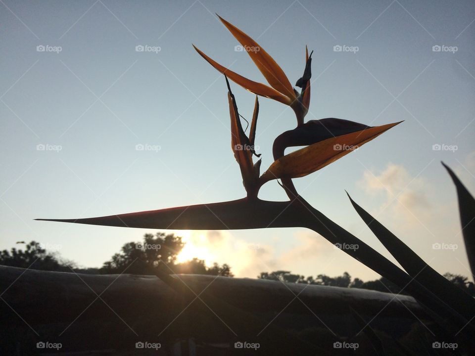 Birds of paradise. El Salvador 