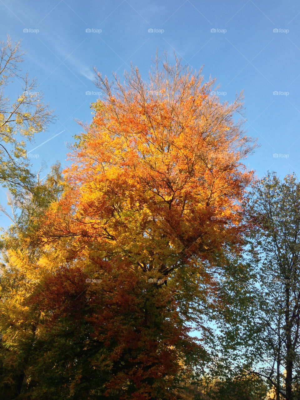 germany tree autumn mission5 by lexlebeur