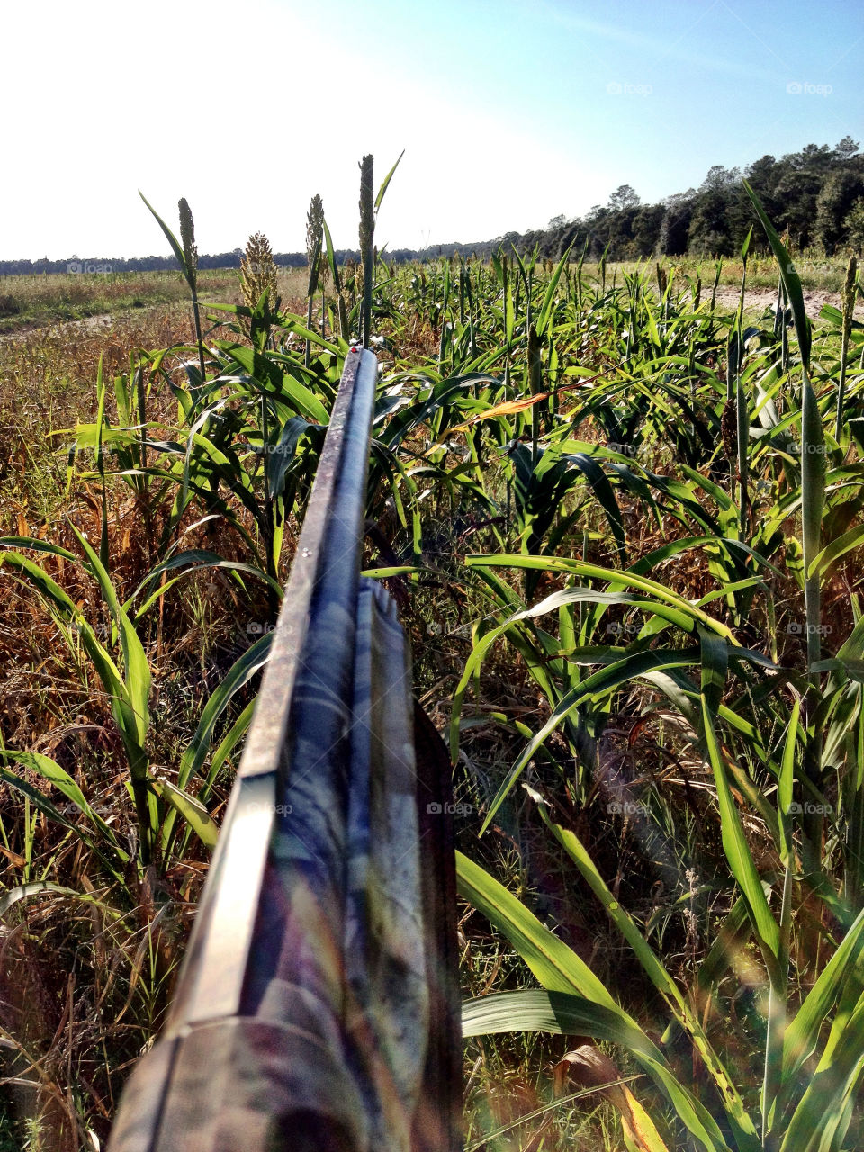 field hunting bird iphone by dustinrogers