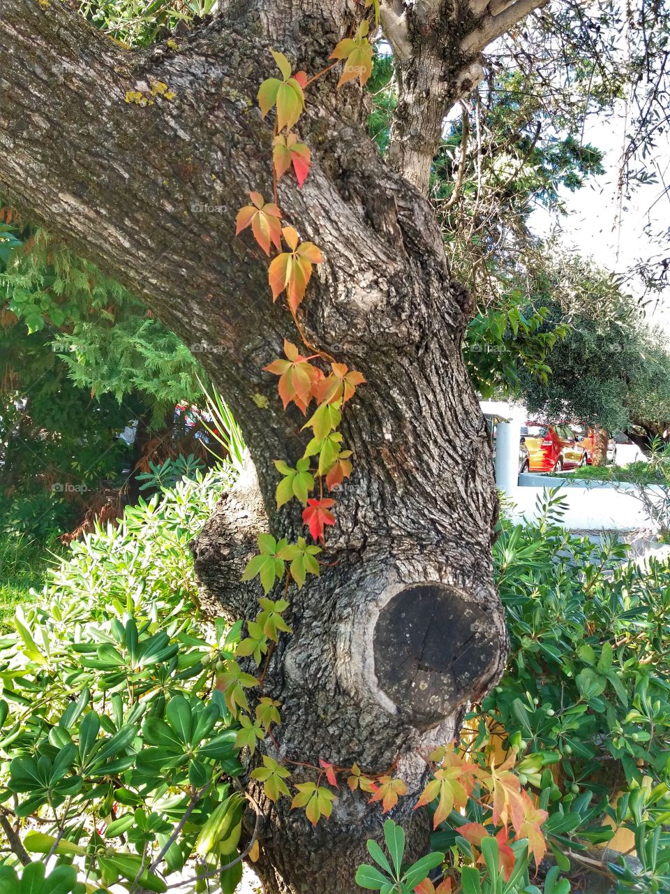 Tiny leaves climb the tree!