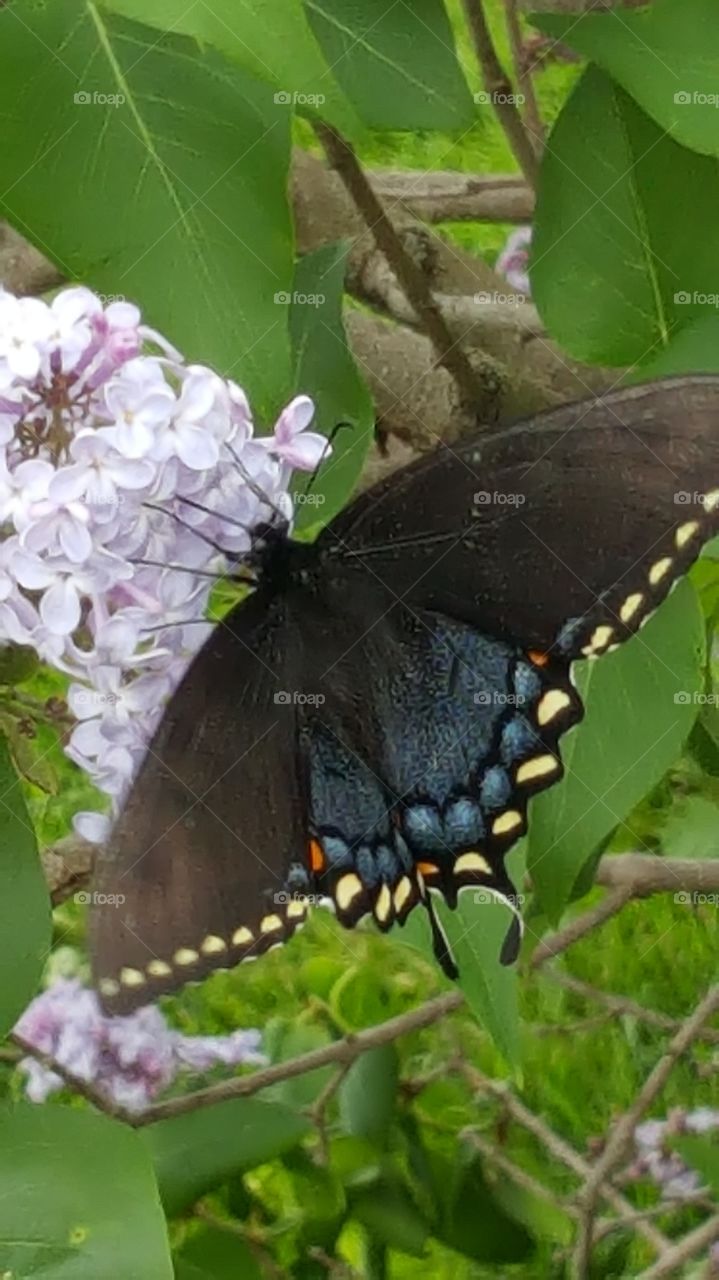 Butterfly and Lilacs