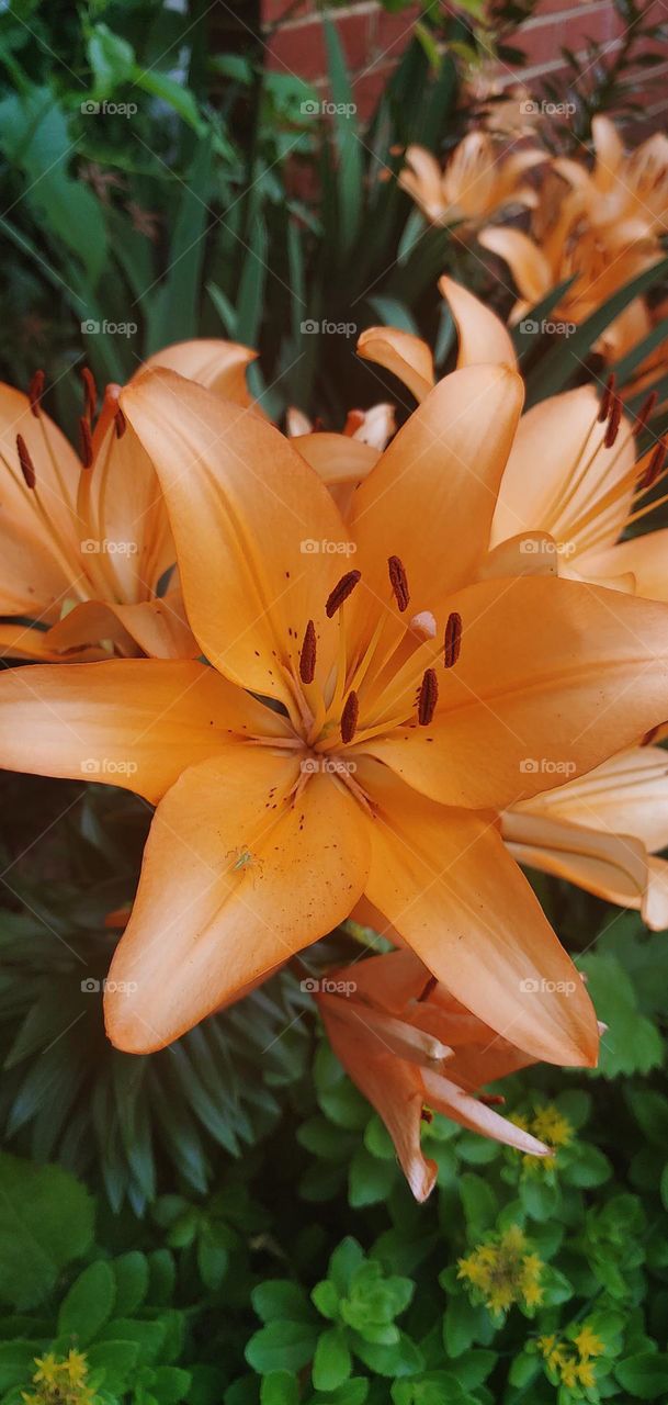 orange flowers, lilly