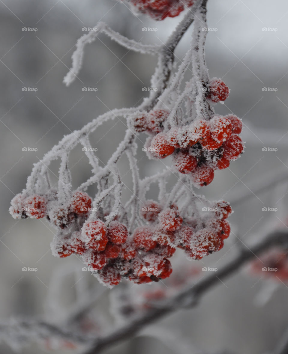 Rowan berries in winter
