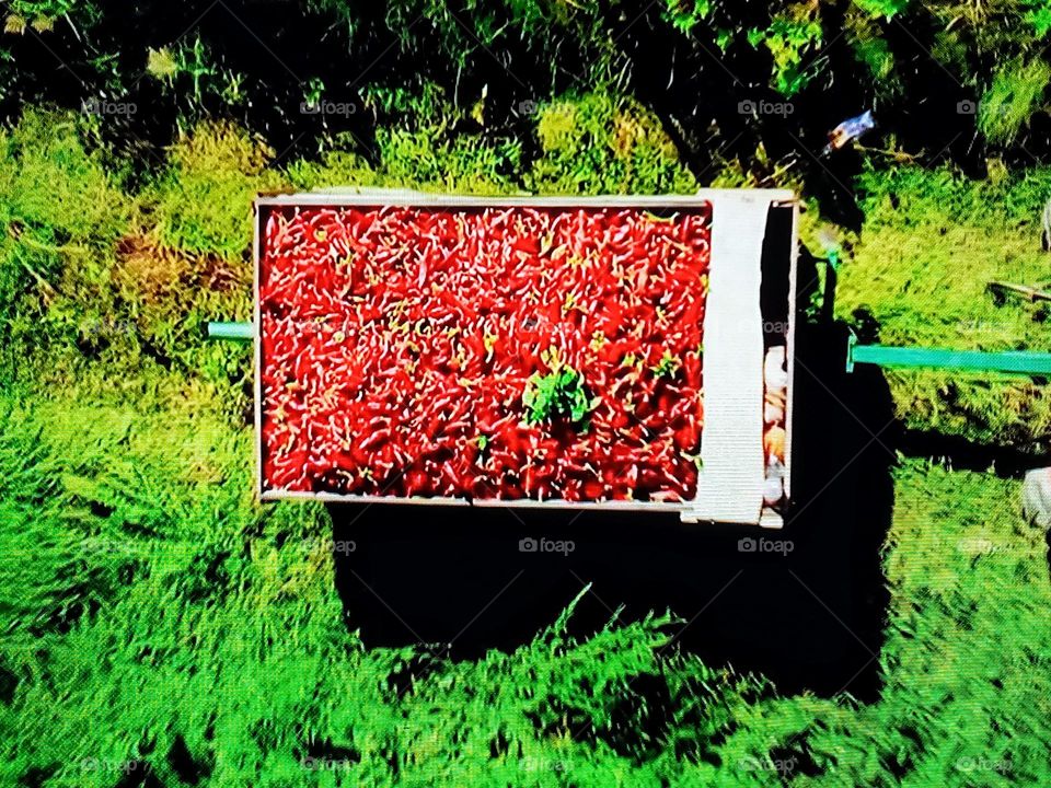 Red pepper fields