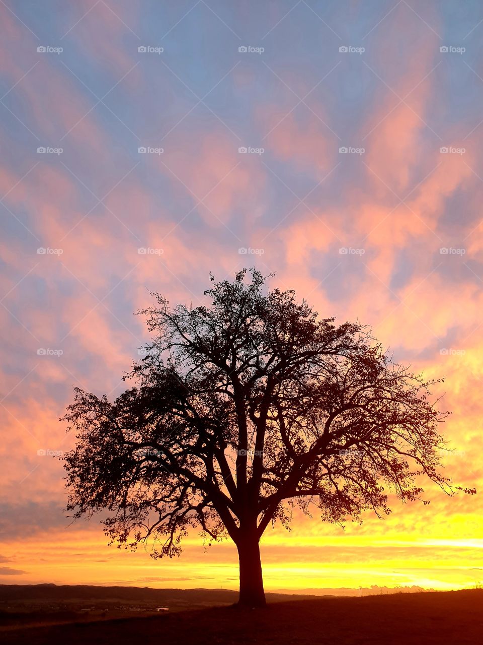 At nights the trees wonder : How do they
live without roots