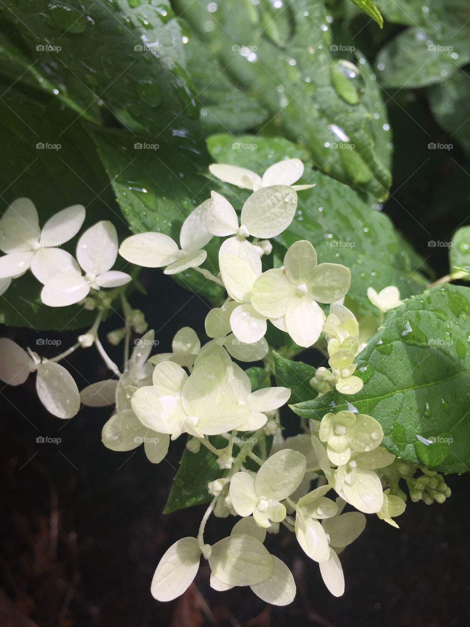 White hydrangea 