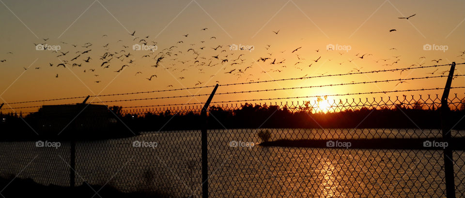 Flock of seagulls during sunset 