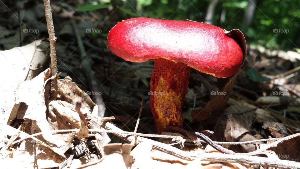 mushroom with red cap