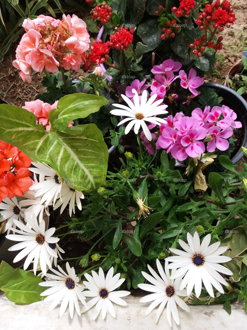 Variety of flower plants
