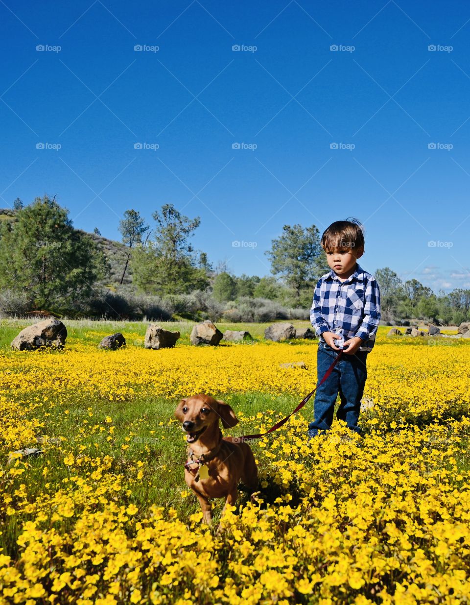 A beautiful hot yellow day in the meadows 