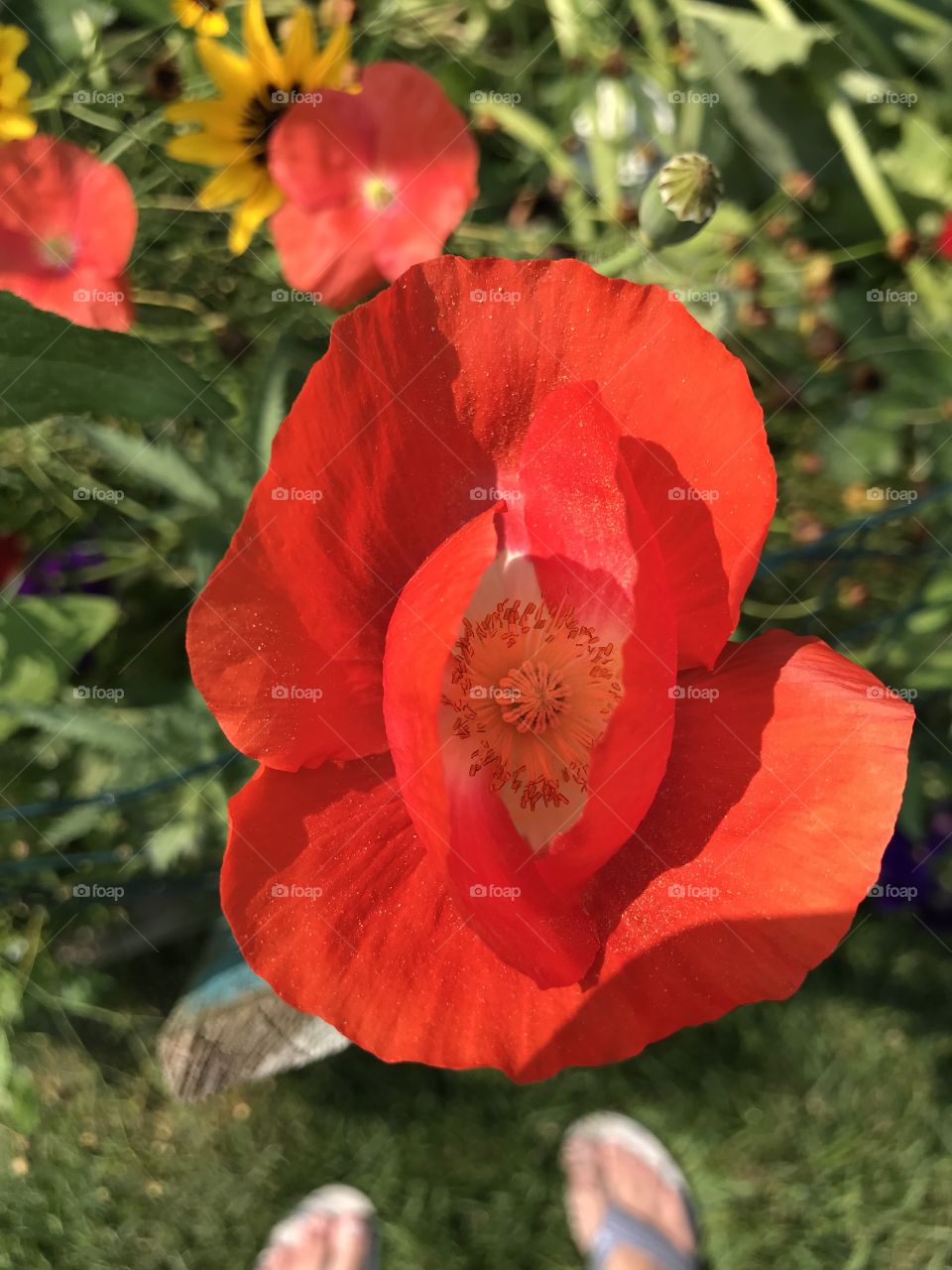 Wildflowers in my organic garden: Poppy’s 