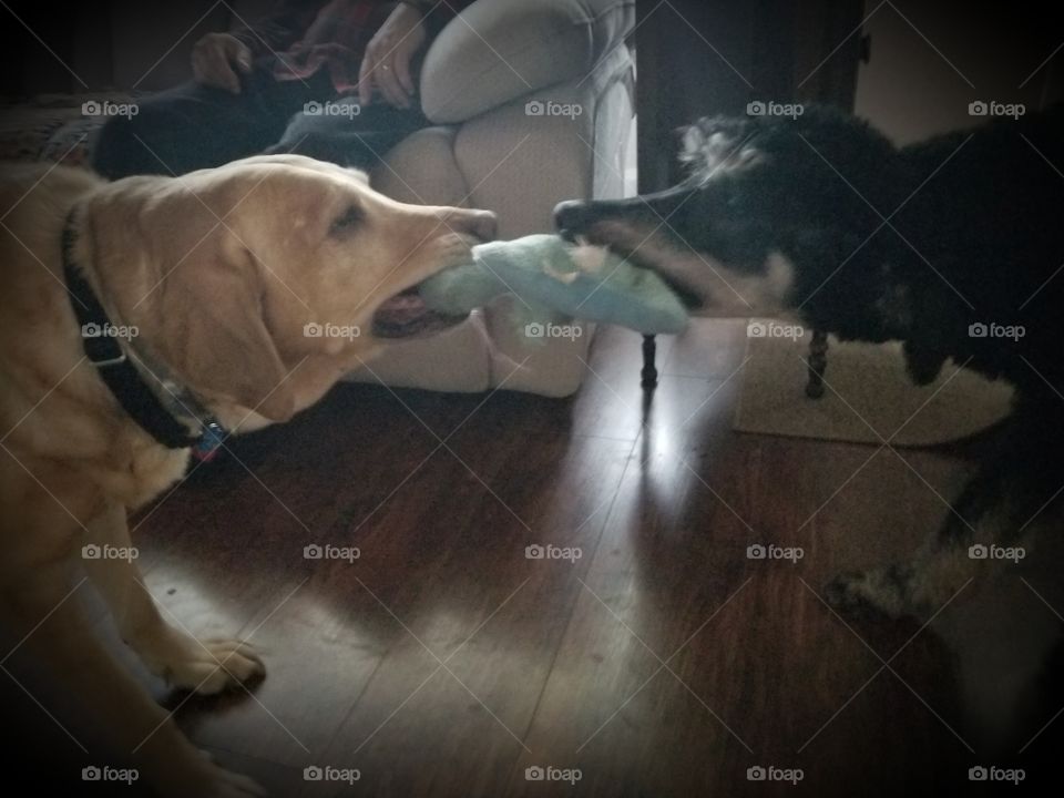 Tug of War