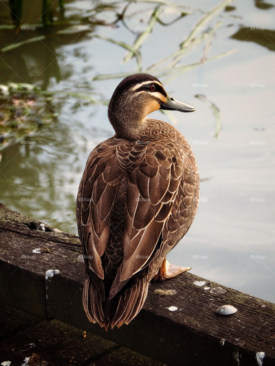 Duck sitting by a pond
