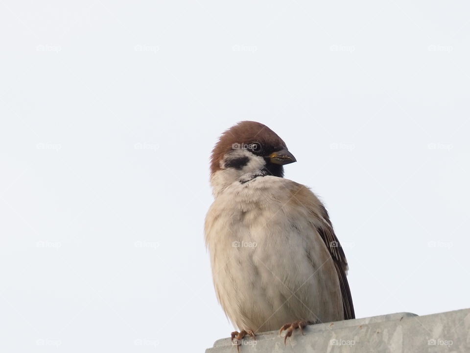 Sparrow