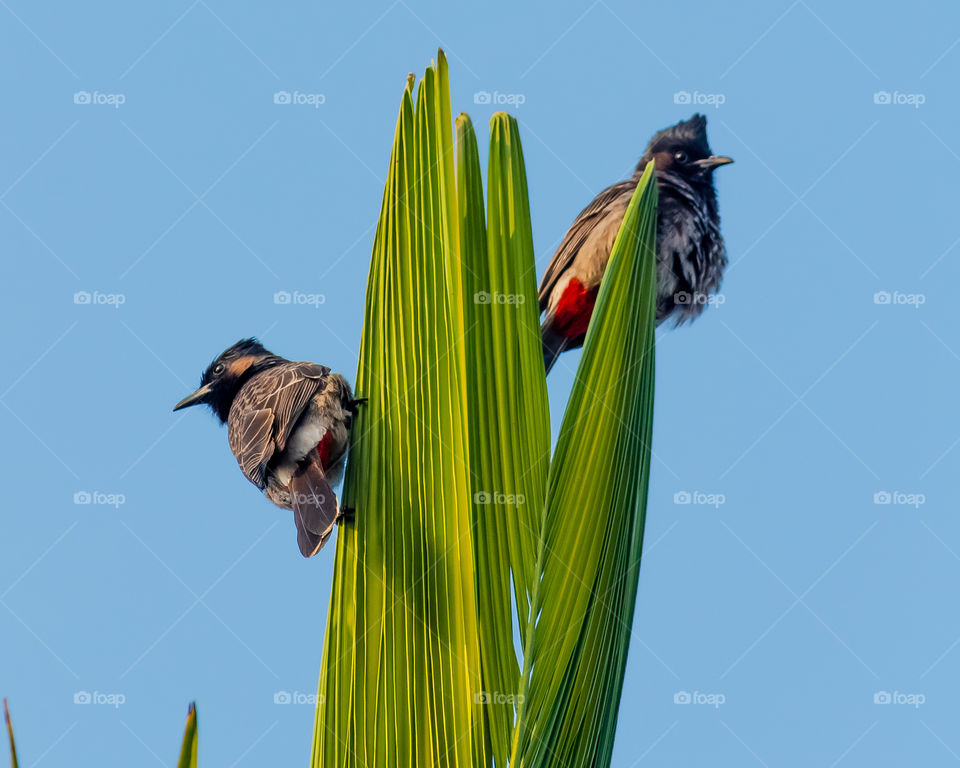 Red Vented Bulbul