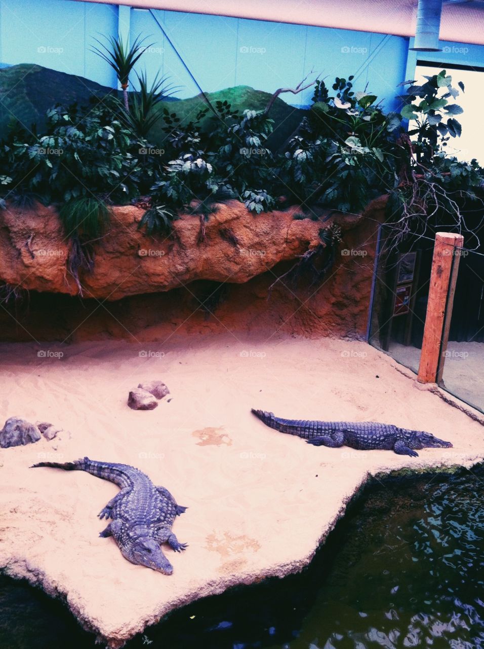 Crocodiles