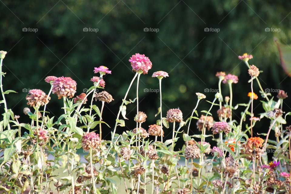 Tiny pink flowers 