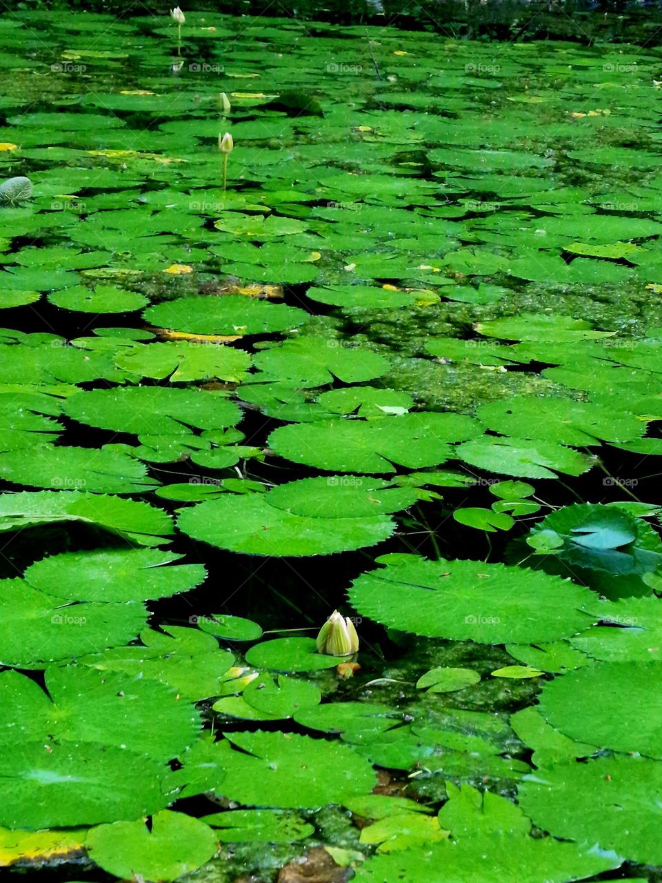 the lake with water lilies