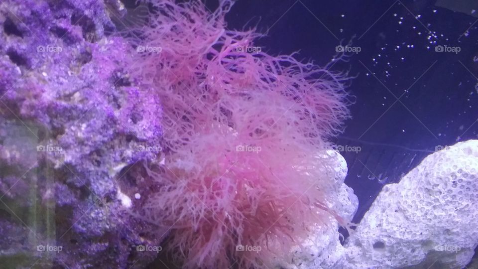 Red Algae in my saltwater tank
