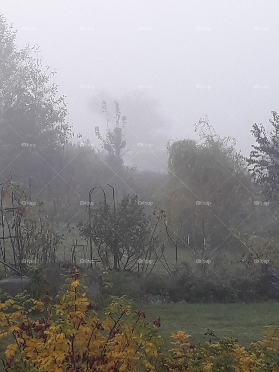 misty morning in autumn garden