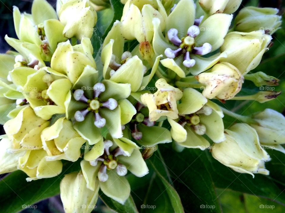 Monarch Butterflies Favorite, Milkweed 🌱