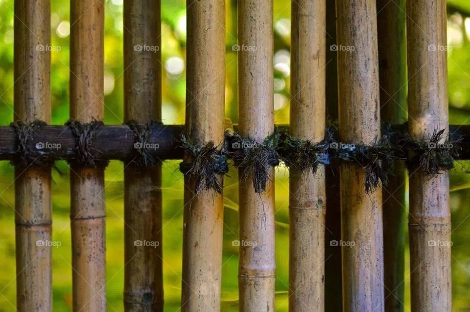 Bamboo