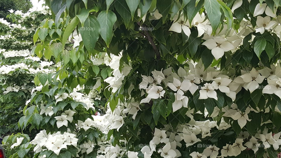 Bushes of White Flowers